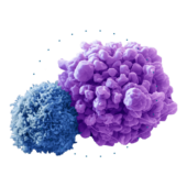 Раковые клетки | Альгимед Техно | No cancer - изучение молекул микроРНК