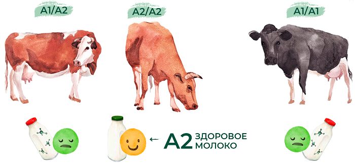 Набор реагентов «ALG-CASEIN A1/A2» (молокоа А2 без примесей А1)